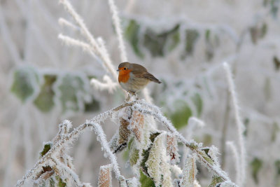 Erithacus rubecula - European Robin
