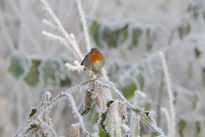 Erithacus rubecula - European Robin
