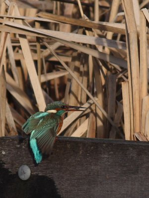 Alcedo atthis - Common Kingfisher