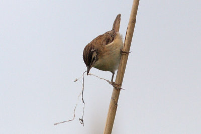 Acrocephalus schoenobaenus - Sedge Warbler
