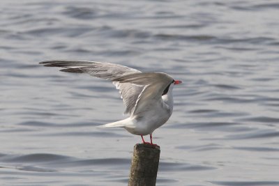 Sterna hirundo - Common Tern
