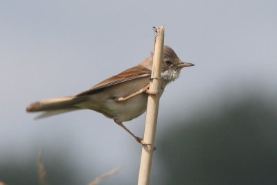 Sylvia communis - Common Whitethroat