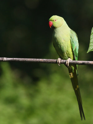 Psittacula krameri - Ring-necked Parakeet