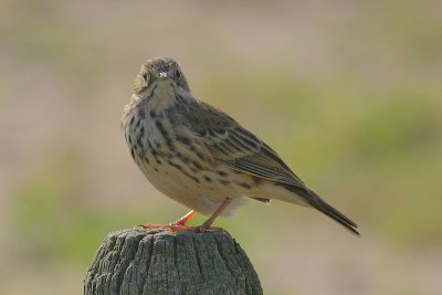 Anthus pratensis - Meadow Pipit
