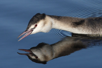 Podiceps cristatus - Great Crested Grebe