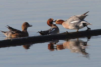 Anas penelope - Eurasian Wigeon