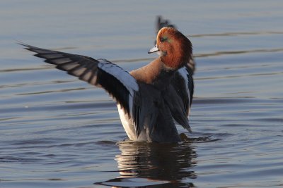Anas penelope - Eurasian Wigeon