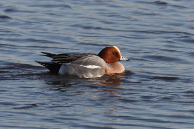 Anas penelope - Eurasian Wigeon