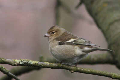 Fringilla coelebs - Chaffinch