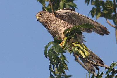 Falco tinnunculus - Kestrel