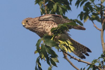 Falco tinnunculus - Kestrel