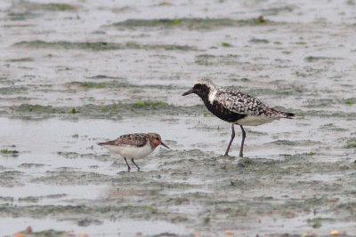 Pluvialis squatarola - Grey Plover