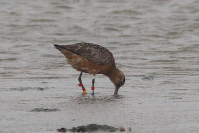 Limosa lapponica - Bar-tailed Godwit
