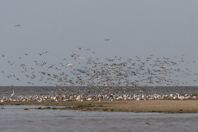 High-tide Roost
