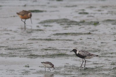Pluvialis squatarola - Grey Plover