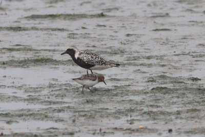 Pluvialis squatarola - Grey Plover