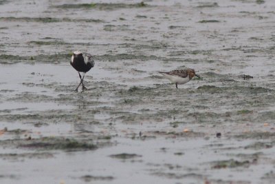 Pluvialis squatarola - Grey Plover