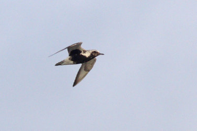 Pluvialis squatarola - Grey Plover