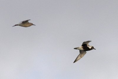 Pluvialis squatarola / Grey Plover - with Calidris canutus / Red Knot