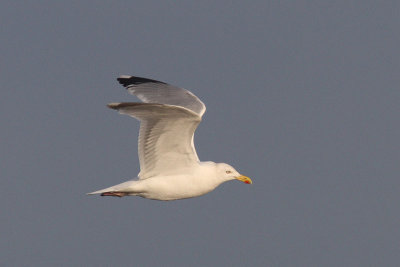 Larus argentatus - Herring Gull