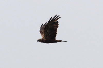 Circus aeruginosus - Western Marsh Harrier