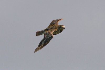 Pluvialis apricaria - Eurasian Golden Plover