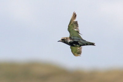 Pluvialis apricaria - Eurasian Golden Plover