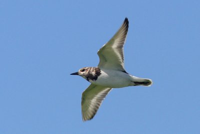 Arenaria interpres - Ruddy Turnstone