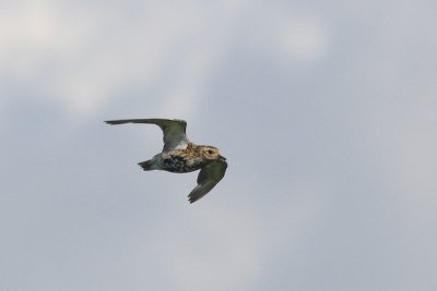 Pluvialis apricaria - Eurasian Golden Plover