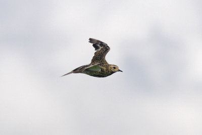 Pluvialis apricaria - Eurasian Golden Plover