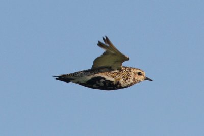 Pluvialis apricaria - Eurasian Golden Plover