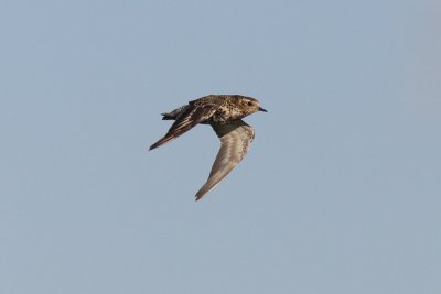 Pluvialis apricaria - Eurasian Golden Plover
