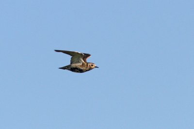 Pluvialis apricaria - Eurasian Golden Plover