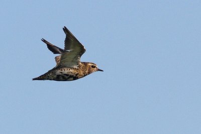 Pluvialis apricaria - Eurasian Golden Plover