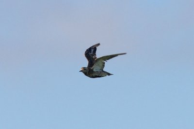 Pluvialis apricaria - Eurasian Golden Plover