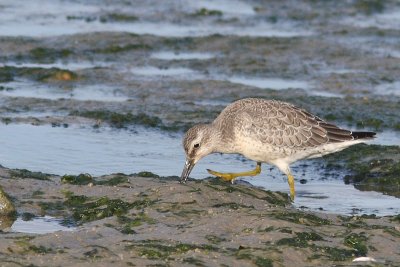 Calidris canutus - Red Knot