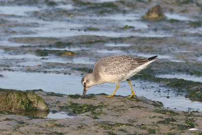 Calidris canutus - Red Knot