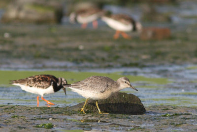 Calidris canutus - Red Knot