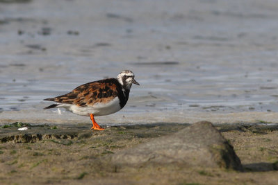 Arenaria interpres - Ruddy Turnstone