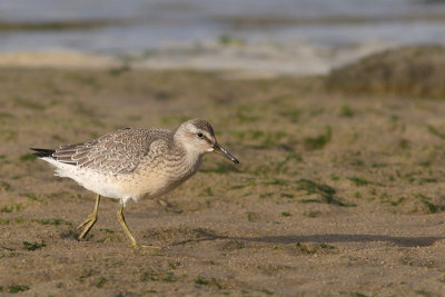 Calidris canutus - Red Knot