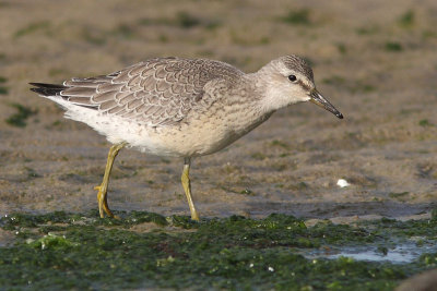 Calidris canutus - Red Knot