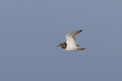 Arenaria interpres - Ruddy Turnstone