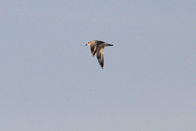 Pluvialis squatarola - Grey Plover