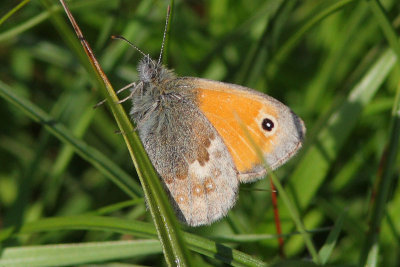 Coenonympha pamphilus - Small Heath