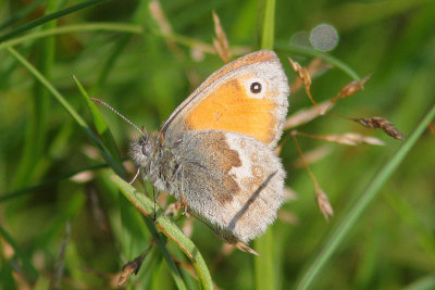 Coenonympha pamphilus - Small Heath