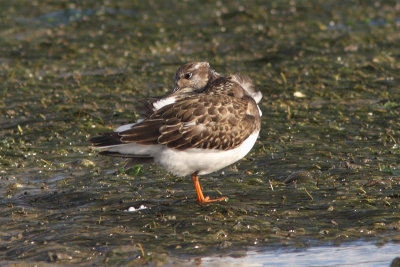 Arenaria interpres - Ruddy Turnstone