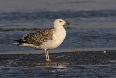 Larus marinus - Great Black-backed Gull, 2 CY