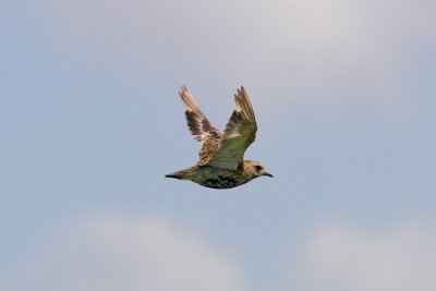 Pluvialis apricaria - Eurasian Golden Plover