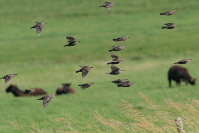 Sturnus vulgaris - European Starling