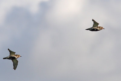 Pluvialis apricaria - Eurasian Golden Plover